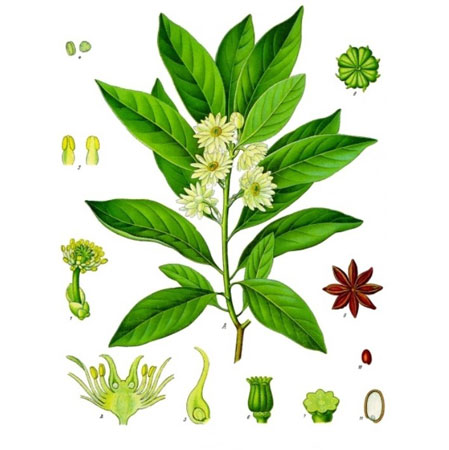 Star Anise Illicium verum