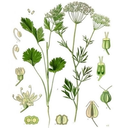 Aniseed Pimpinella anisum - Click Image to Close