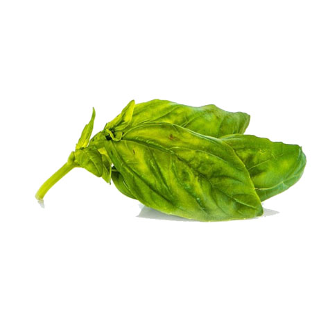 Basil, Sweet Ocimum basilicum - Click Image to Close