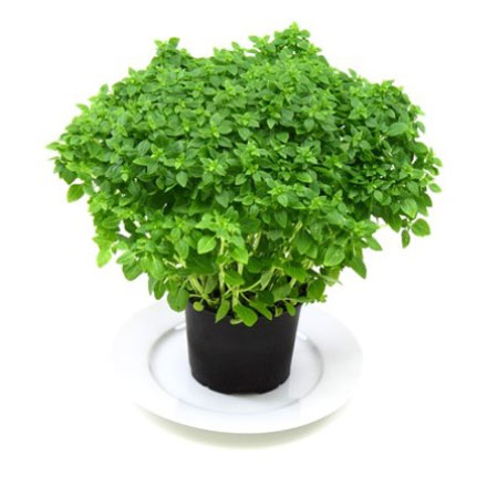 Basil, Sweet Ocimum basilicum