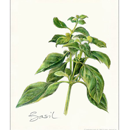 Basil, Sweet Ocimum basilicum - Click Image to Close