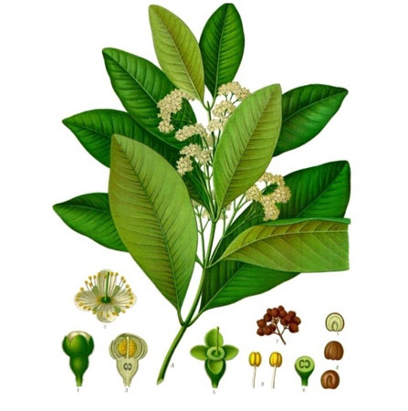 Bay West Indian Pimenta acris - Click Image to Close