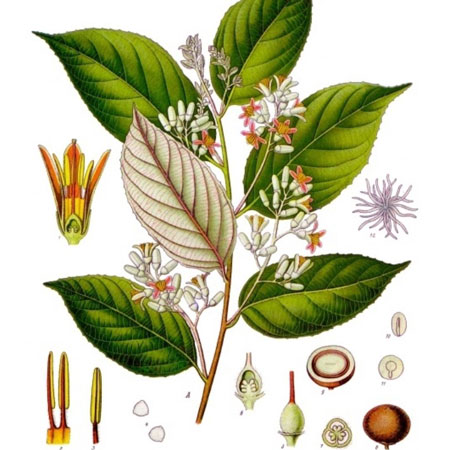 Benzoin Styrax benzoin