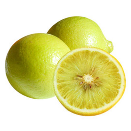 Bergamot Citrus bergamia