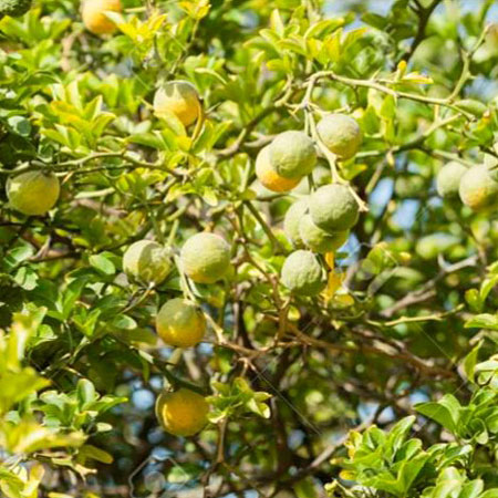 Bergamot, Bergaptene Free Citrus bergamia