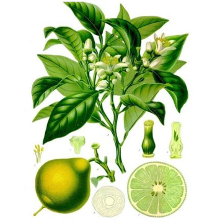 Bergamot, Bergaptene Free Citrus bergamia