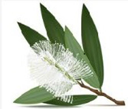 Cajeput Melaleuca cajeputi - Click Image to Close